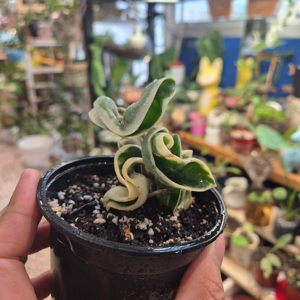 Hoya Carnosa Compacta Variegata
