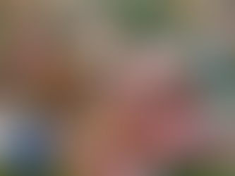 Hoya Gunug Gading at Orange's Home