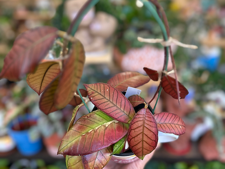 Hoya Gunug Gading at Orange's Home