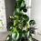 Thumbnail: Peperomia Raindrop  6560