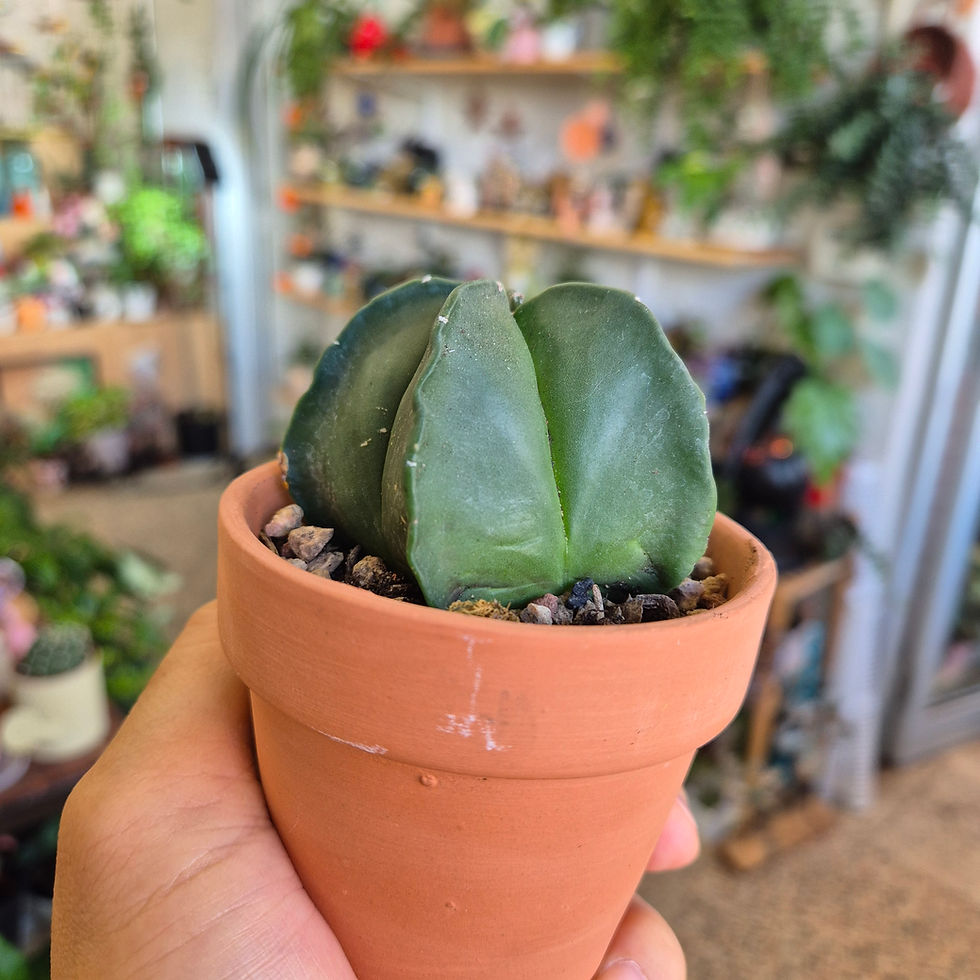 Astrophytum myriostigma f. nudum