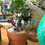 Thumbnail: Ficus Bonsai