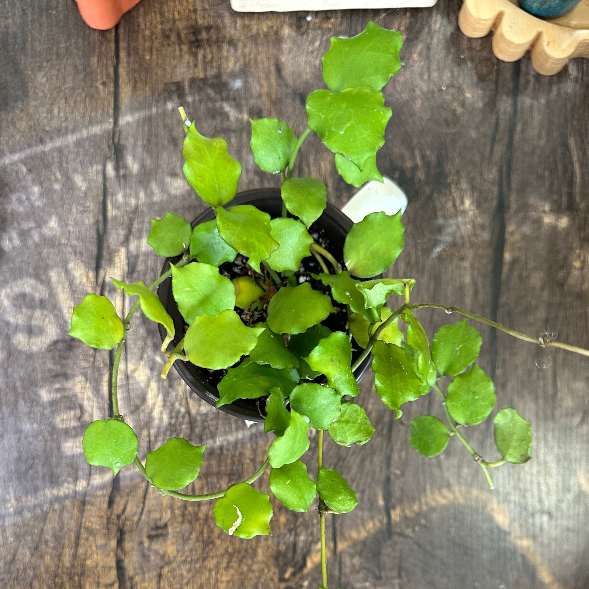 Hoya Endauensis 6156