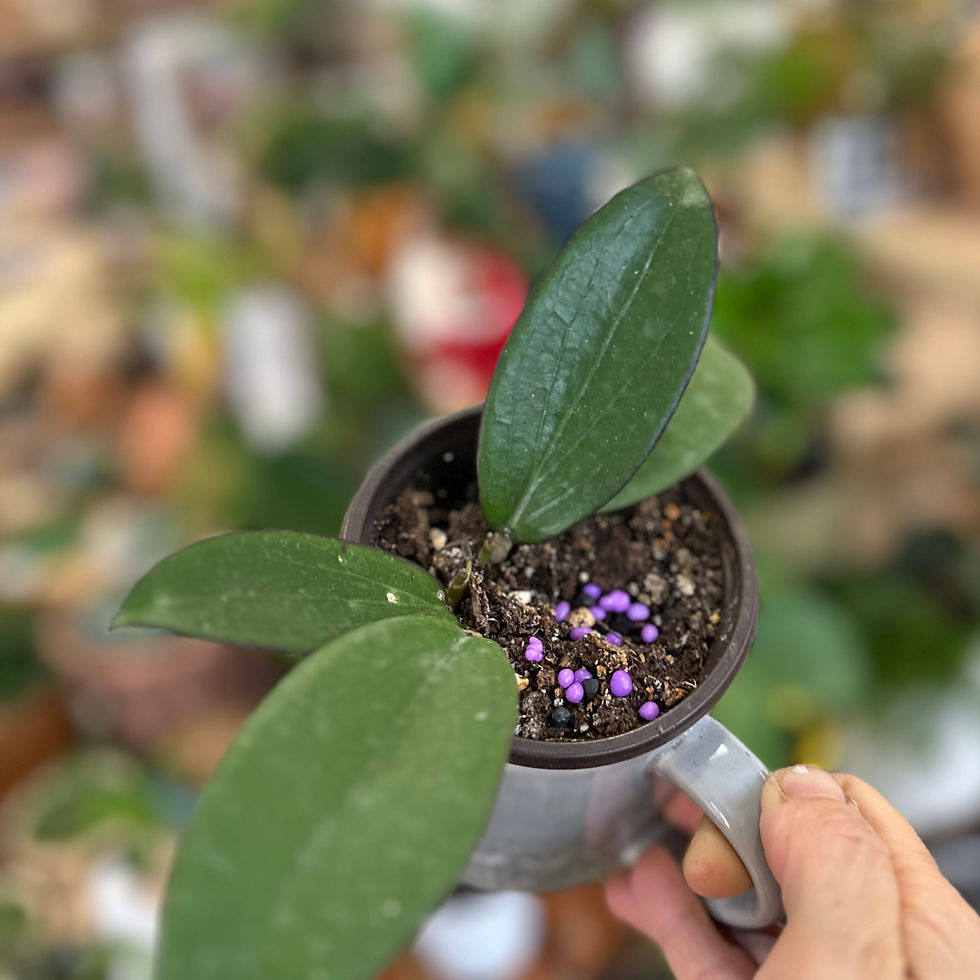 Hoya ICE 023 – Strong Foliage and Pink-Coroned Wax Flowers