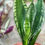 Thumbnail: Sansevieria Whit­ney, Silver Flame or Whitney Snake Plant 6705