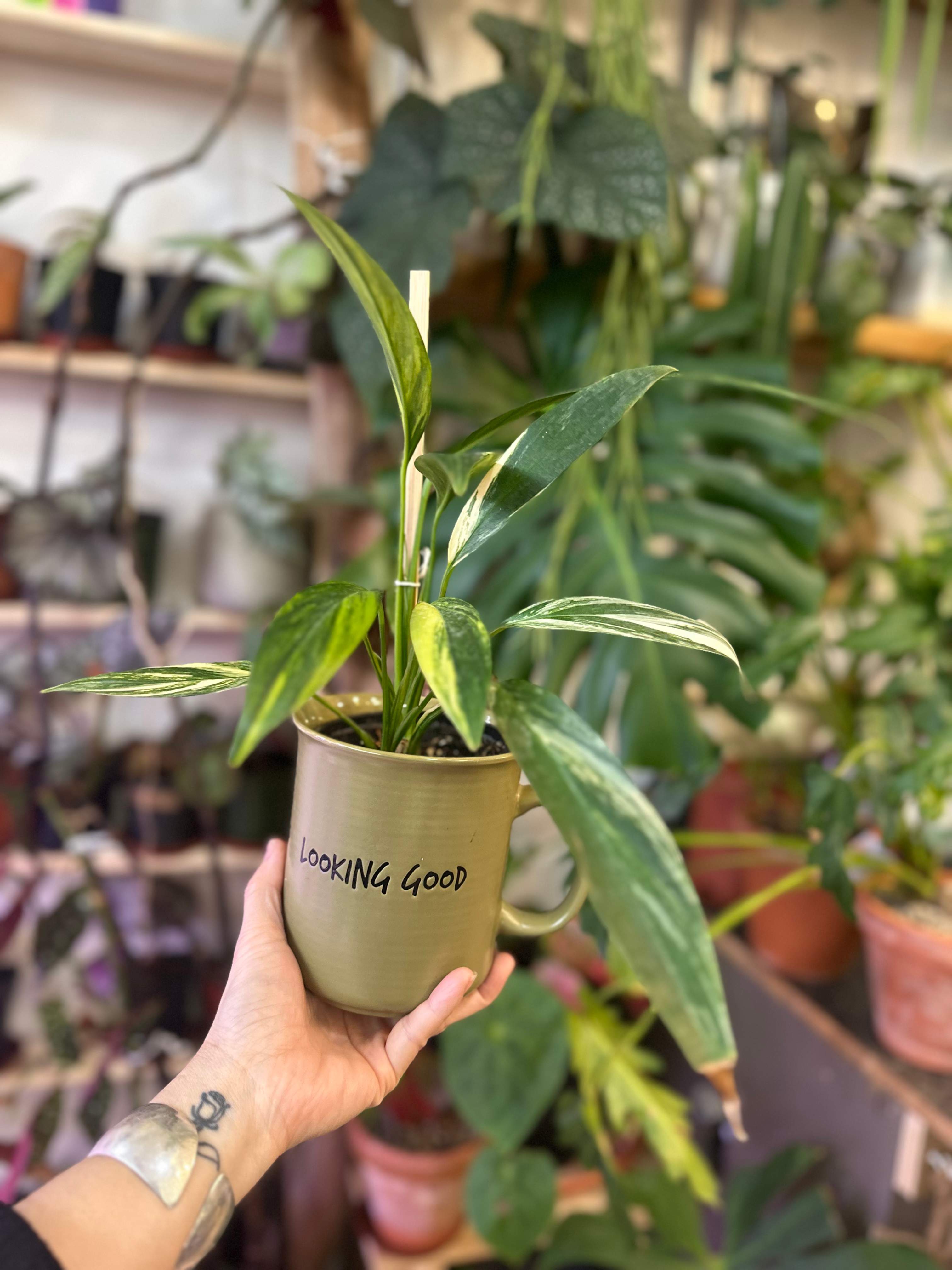 Epipremnum pinatum aurea 