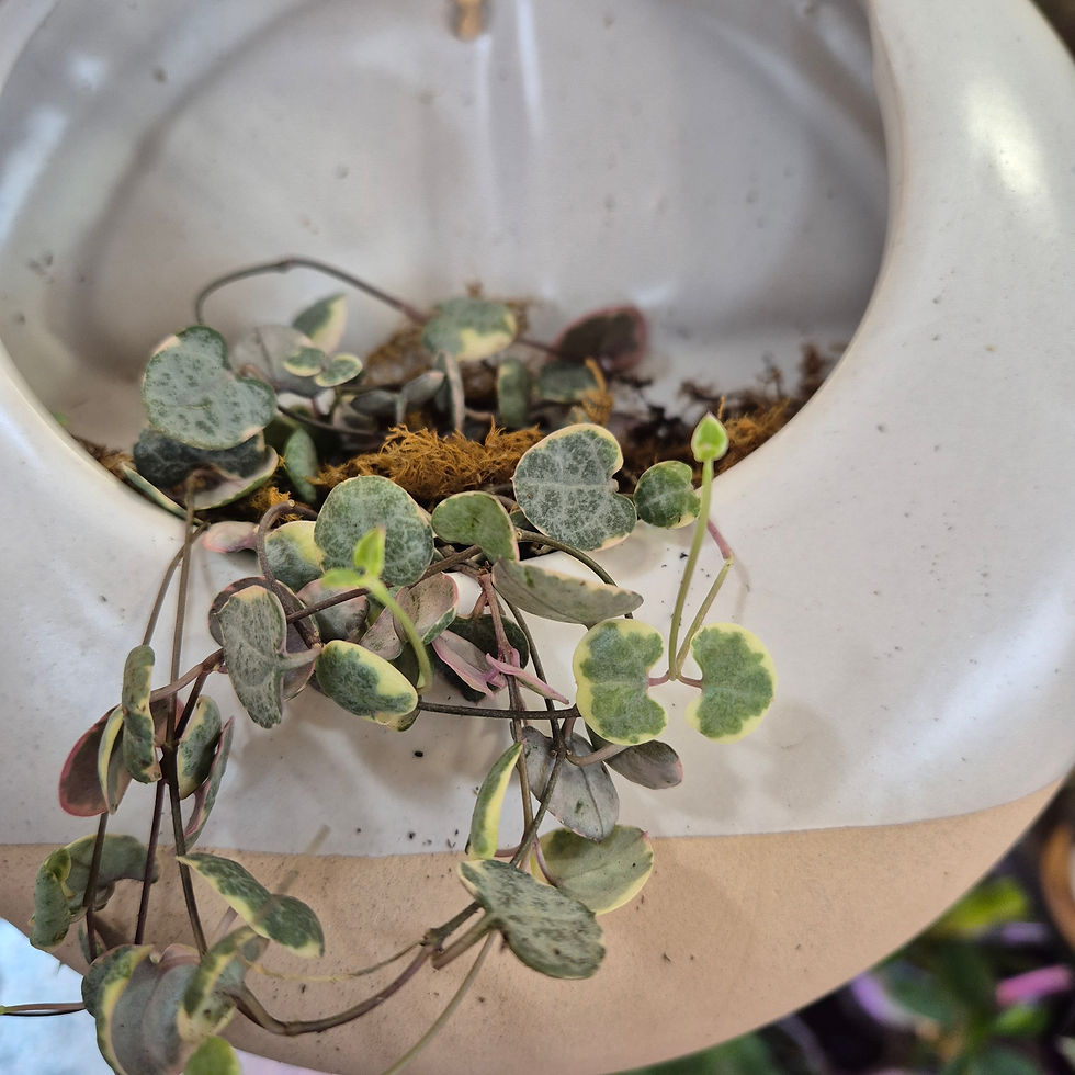 String of heart Variegated