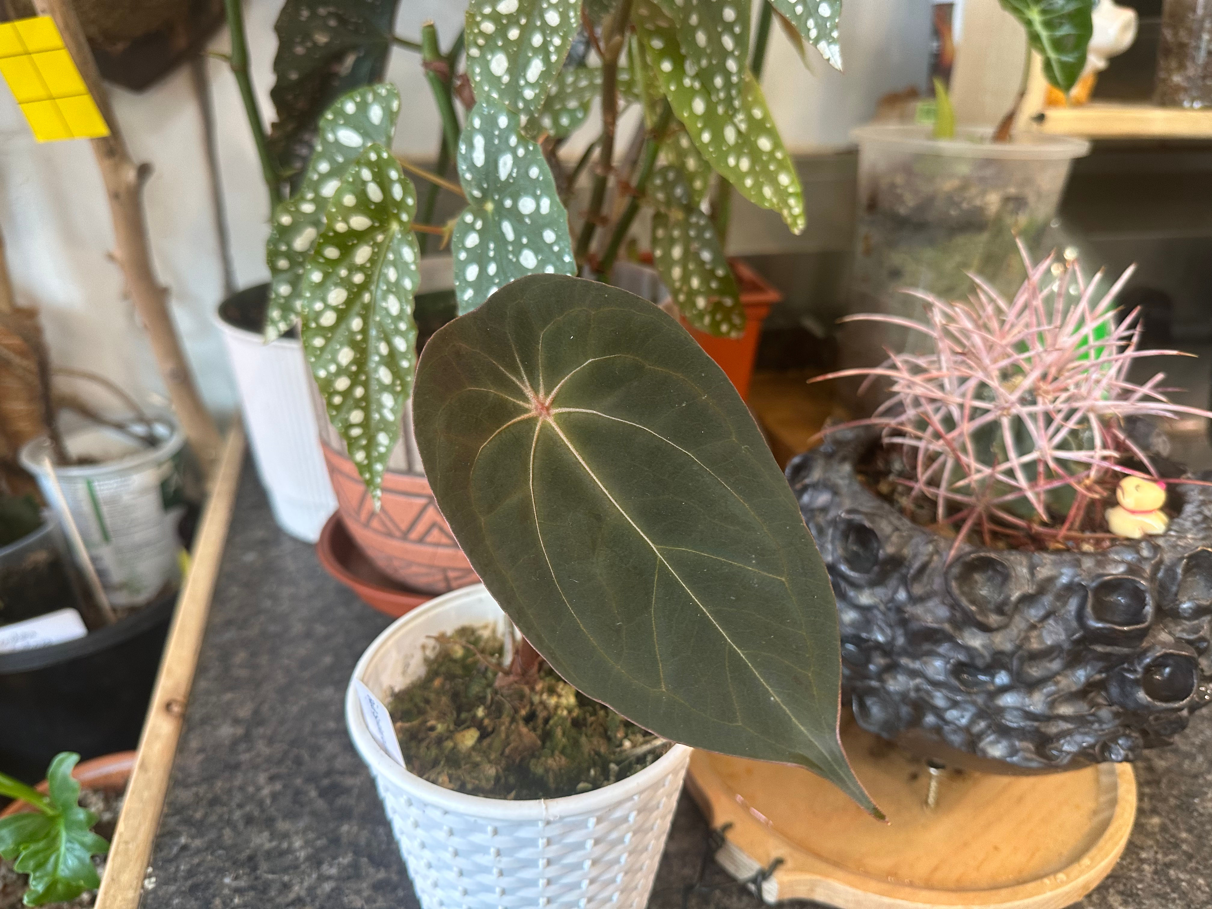 1.1. Anthurium Red Spider 6436