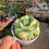 Thumbnail: Butterfly Agave / Agave potatorum