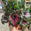 Thumbnail: Rex Begonia ‘Jurassic Watermelon’
