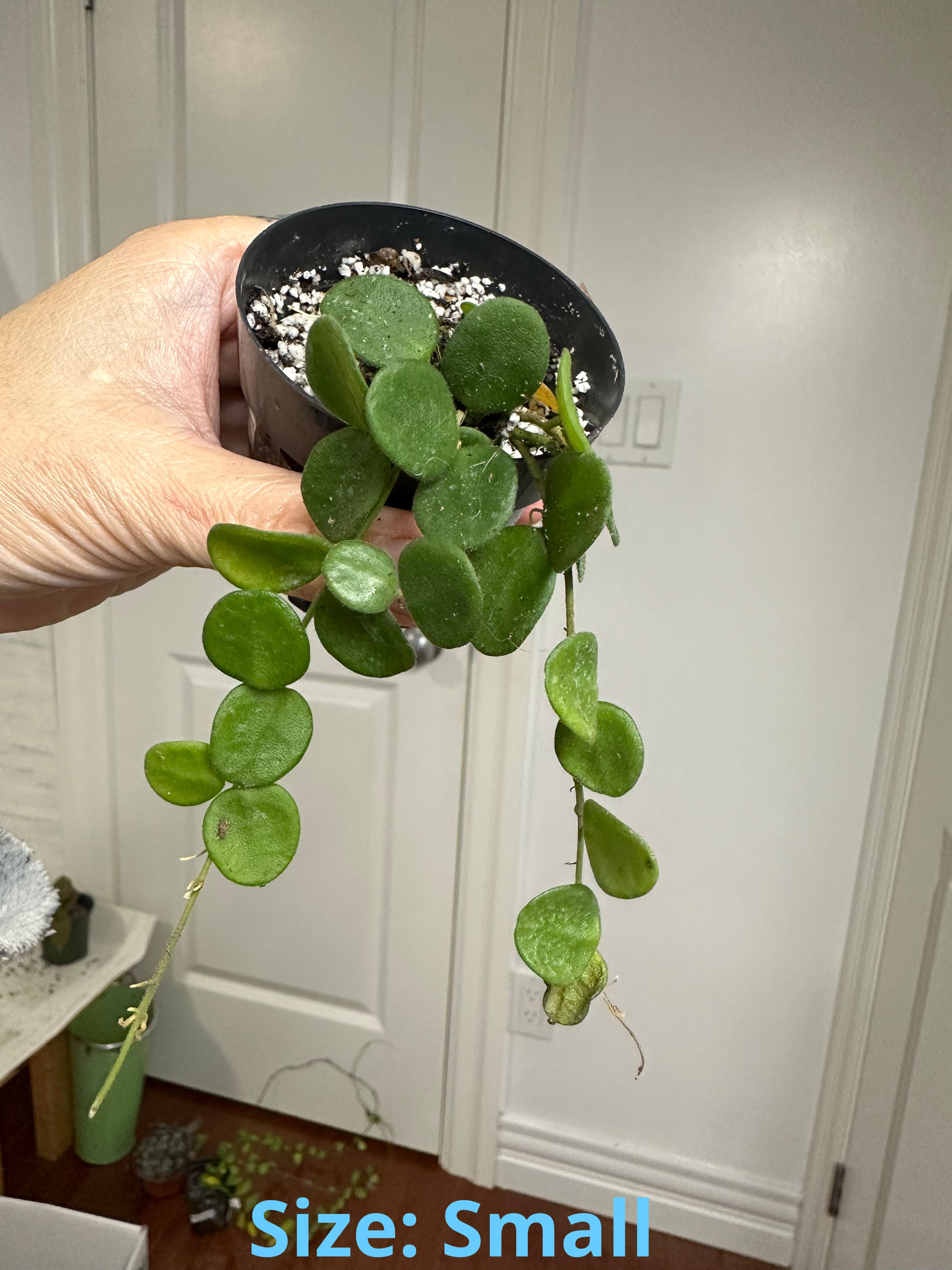 Hoya Serpens 6485