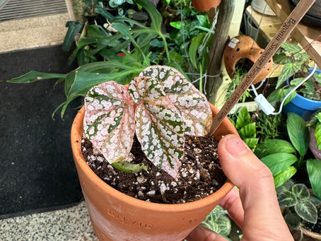Begonia Snowcap Variegated begonia