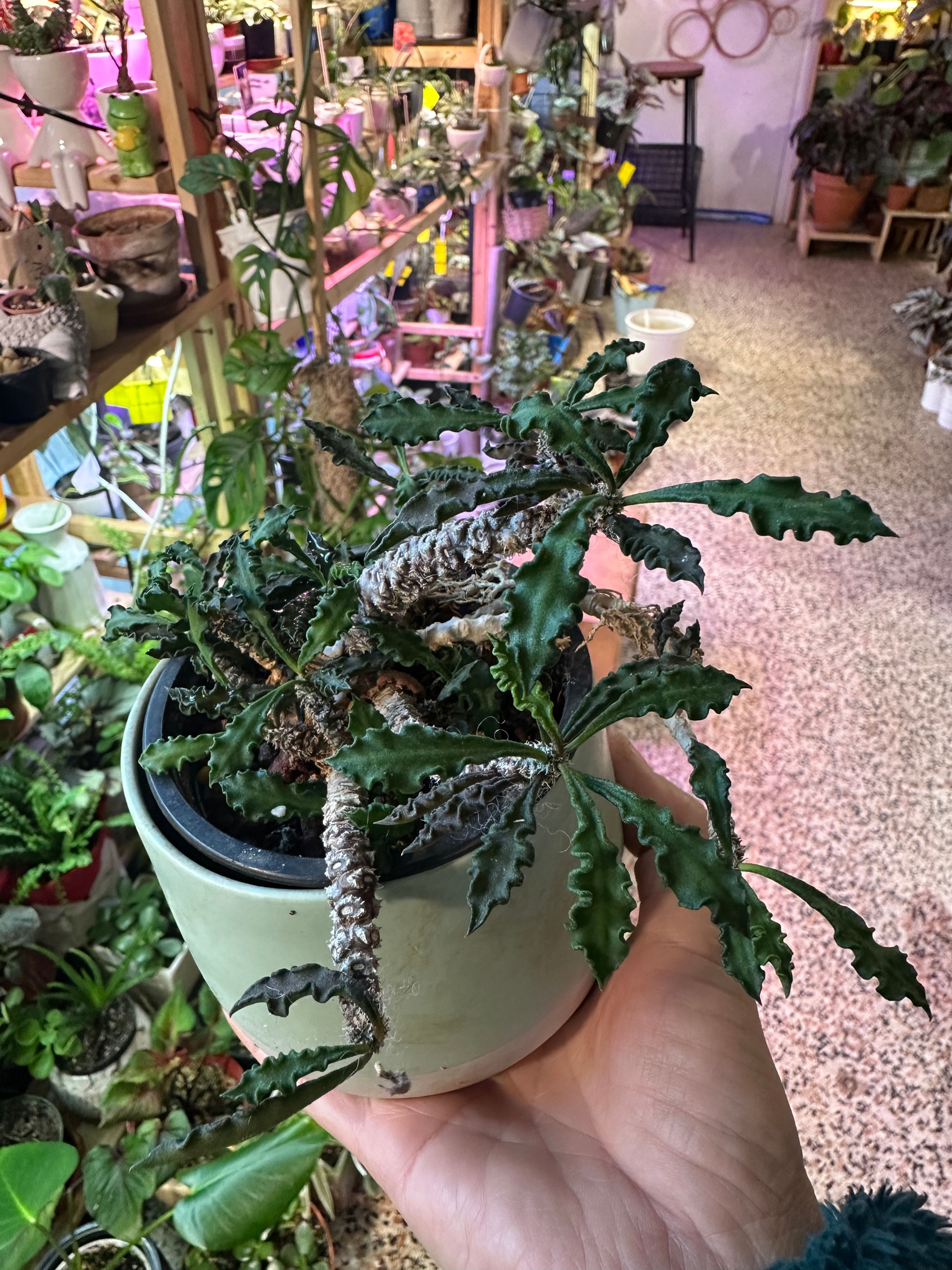 4.1. Euphorbia Decaryi 7700