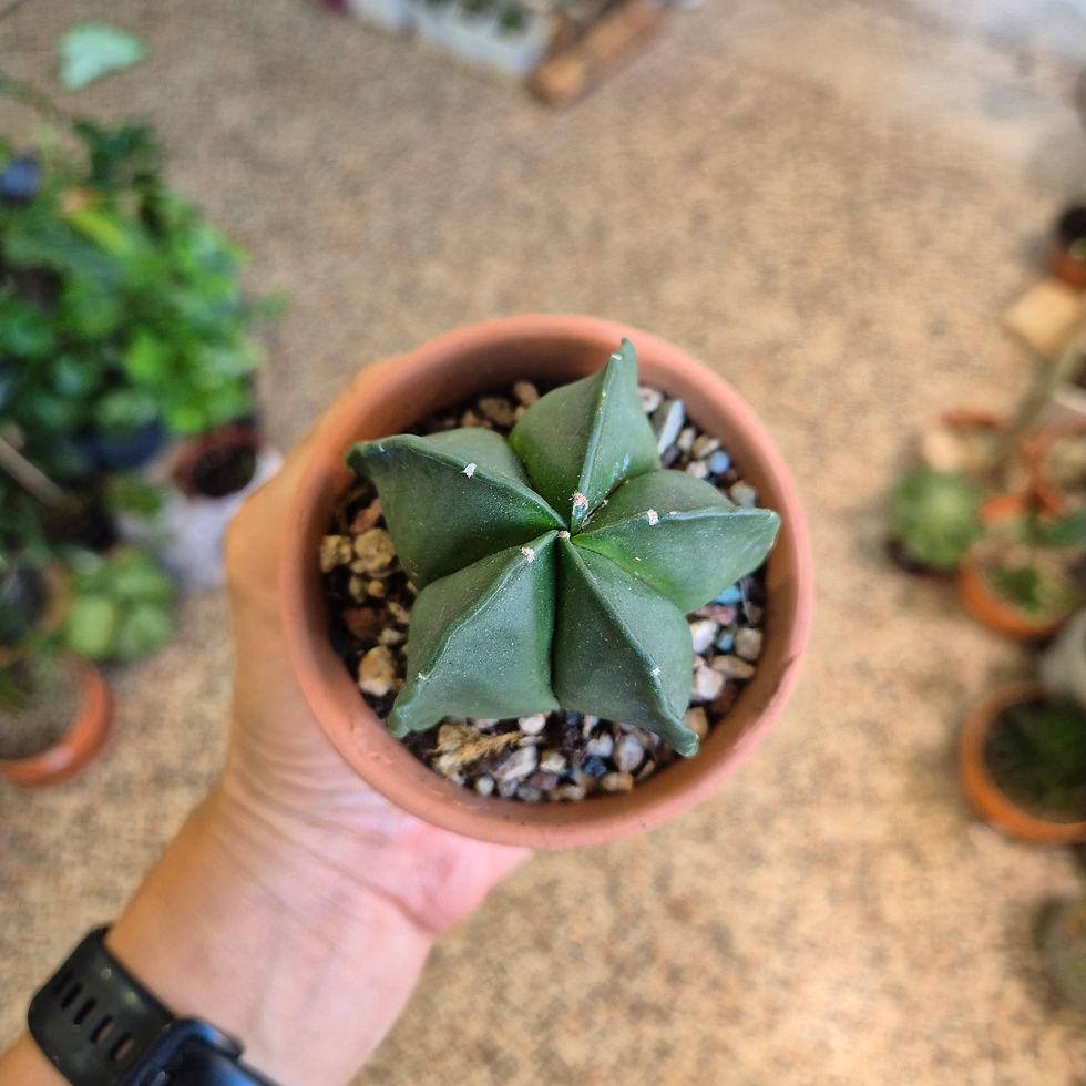 Astrophytum myriostigma f. nudum