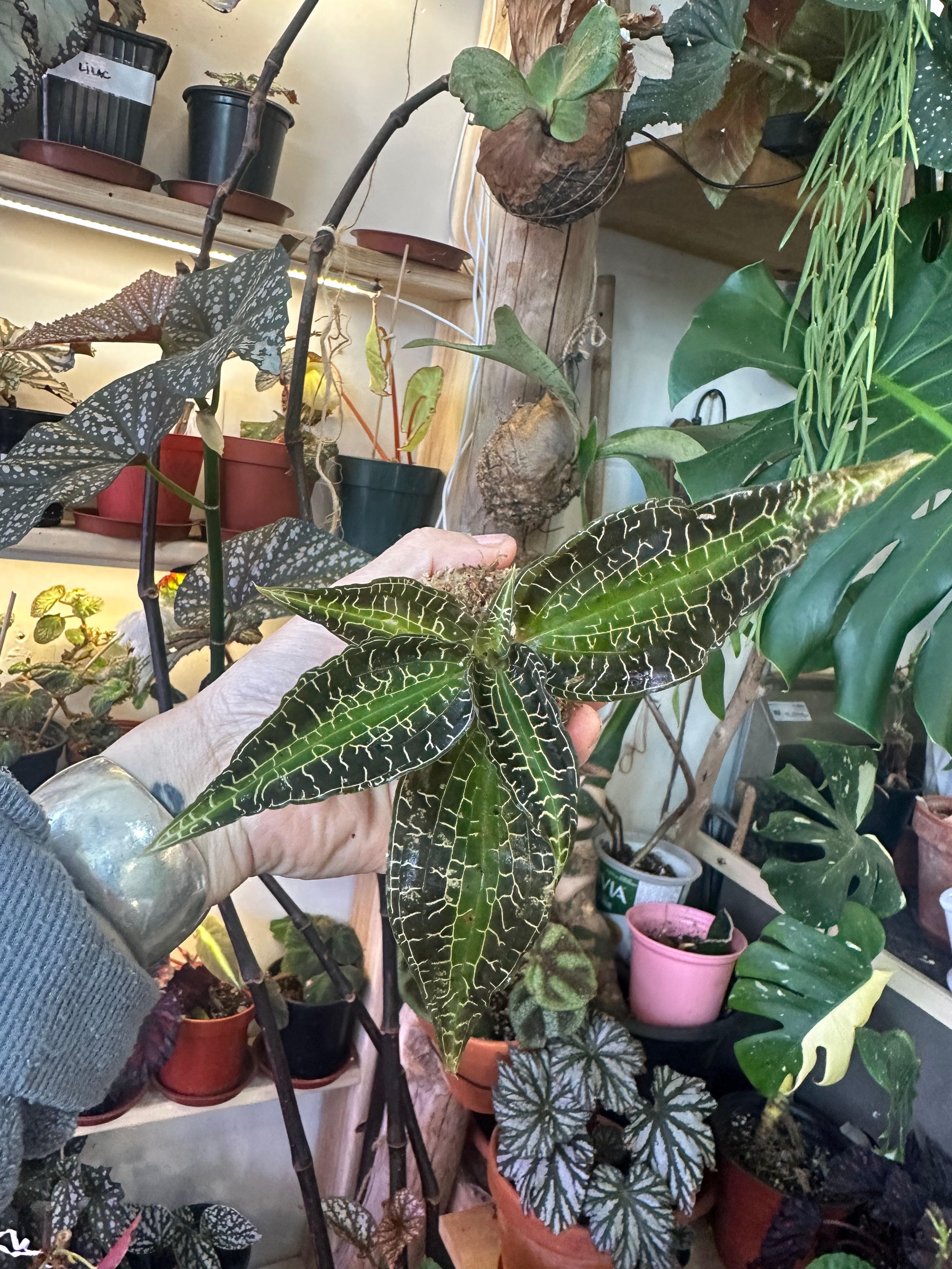 Goodyera hispida jewel orchids