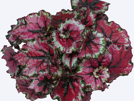 Begonia Ballroom Dance 6617 begonia