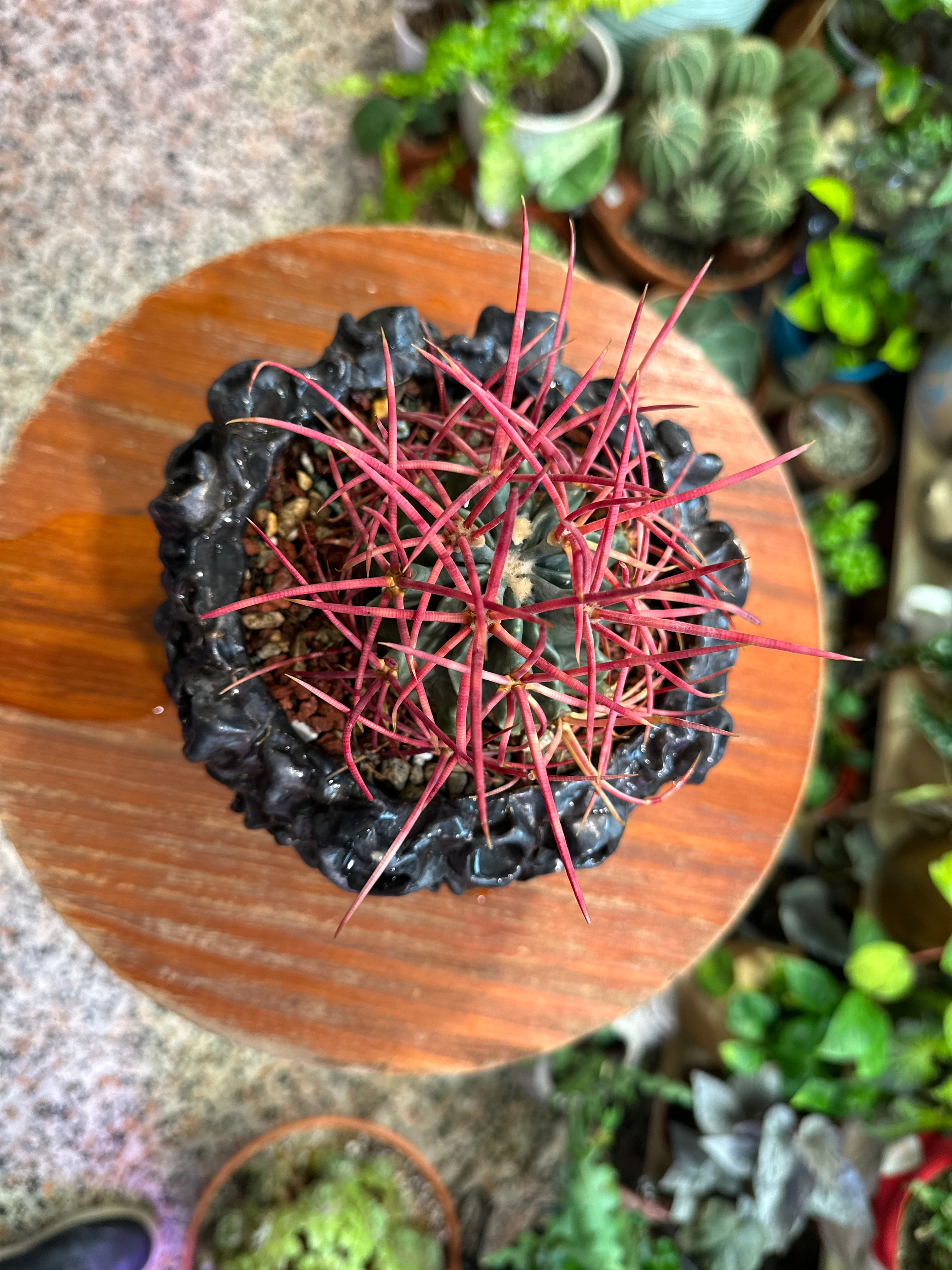 Echinocactus polycephalus,