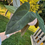 Thumbnail: Anthurium Subsignatum × Papillilaminum “Super Black” 6417