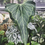 Thumbnail: Anthurium Delta Force