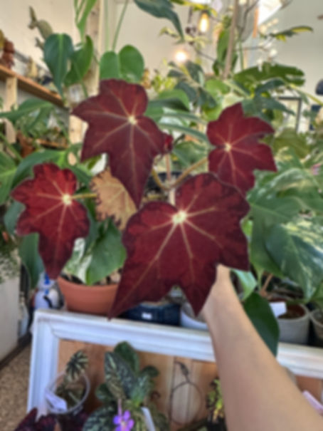 Begonia Golden time