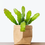 Thumbnail: Epiphyllum ‘Orchid Cactus’ 6589