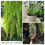 Thumbnail: Sabainang fern 6937