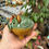 Thumbnail: Porcelain Pig Little sister 1035