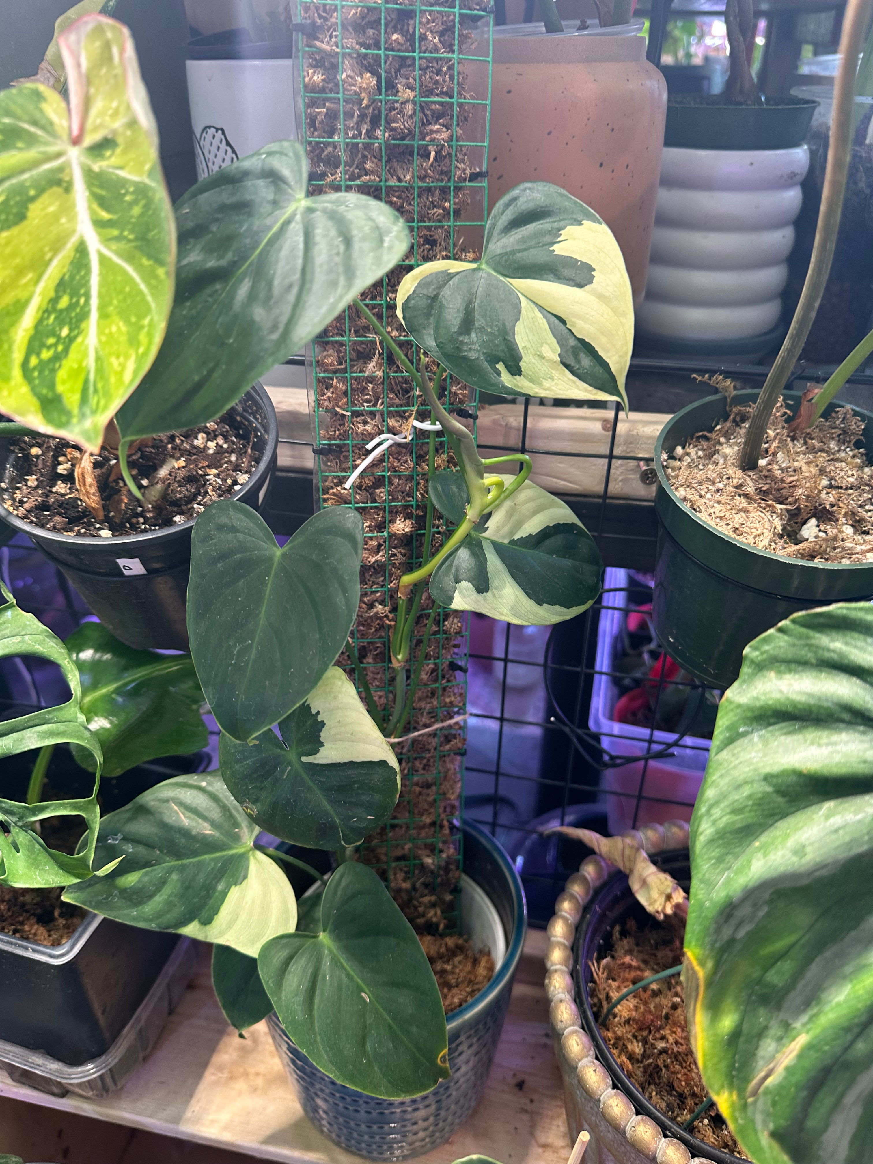 Philodendron sp. tropical