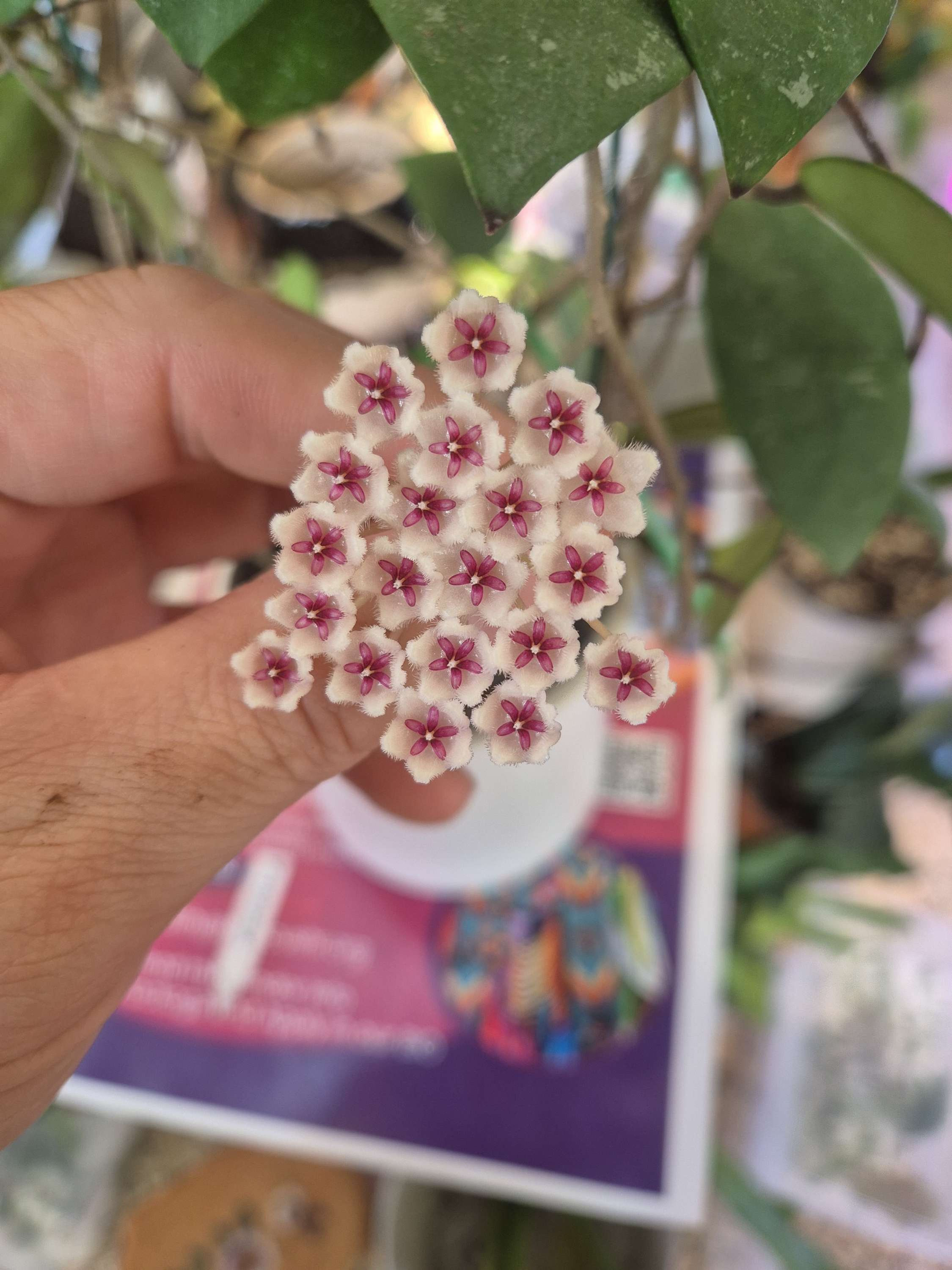 Hoya phuwuaensis