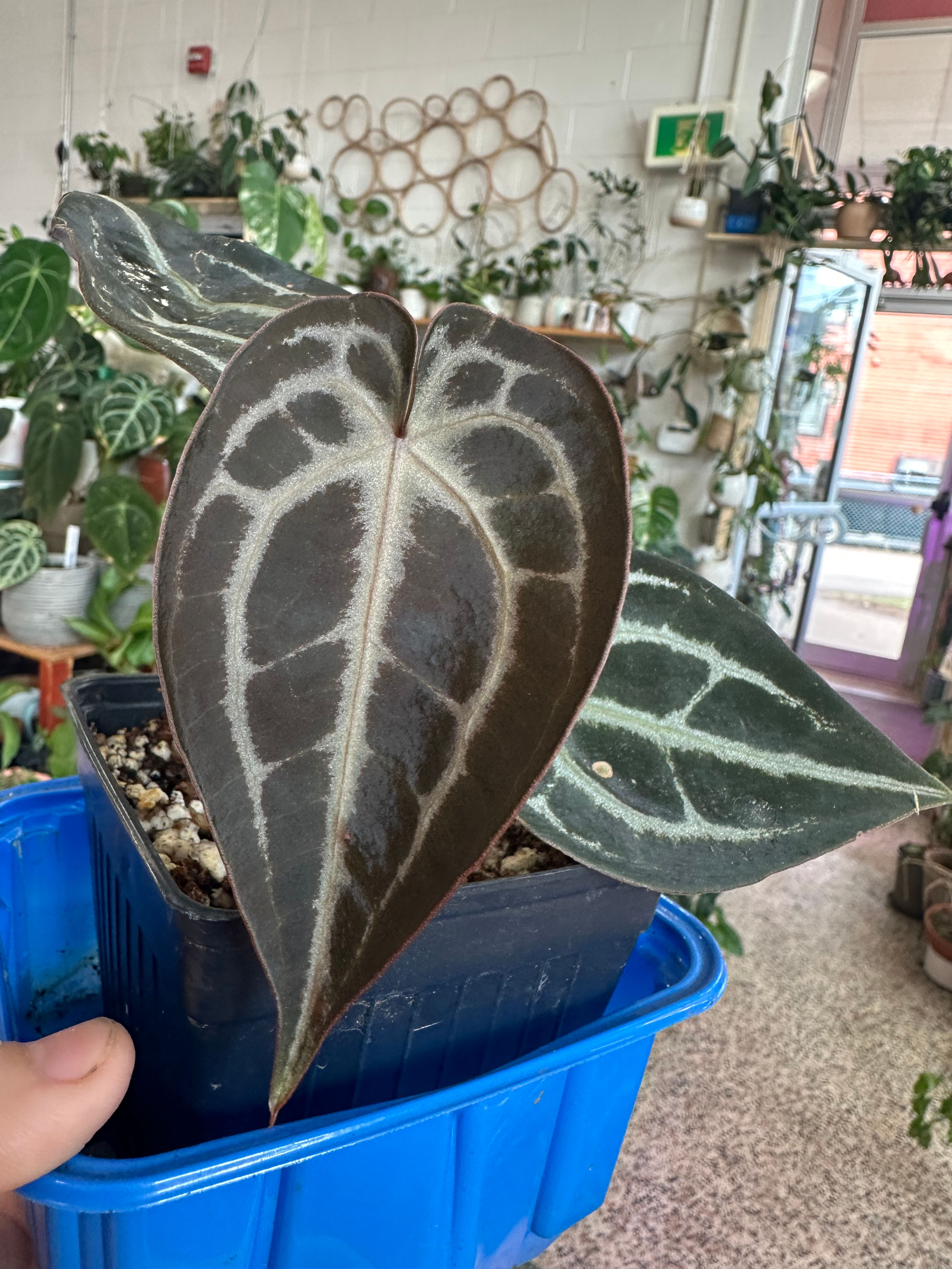 Anthurium Forgetii à Red Crytal