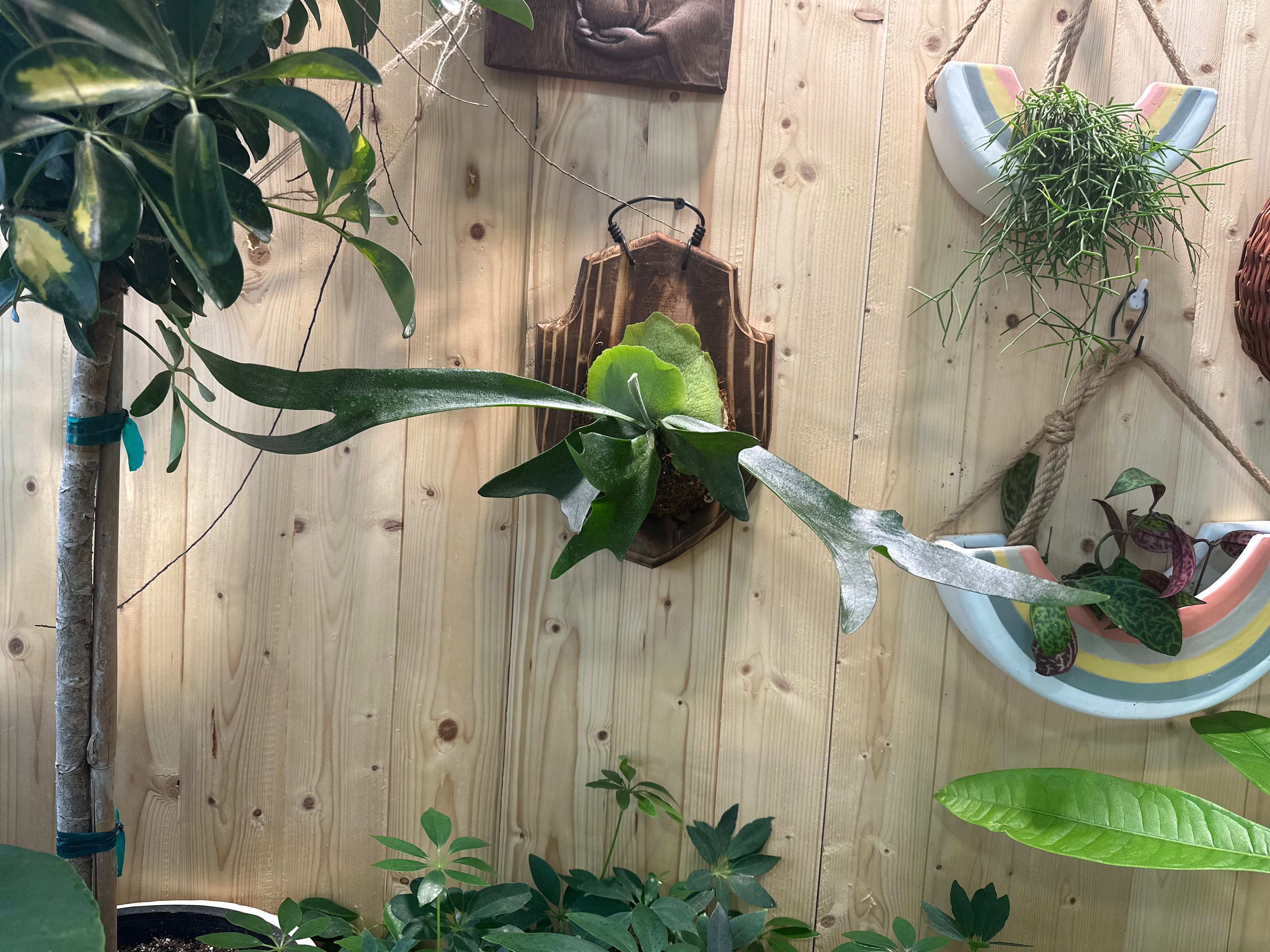 Platycerium bifurcatum