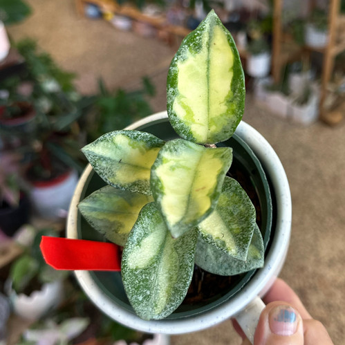 Hoya carnosa ‘Argentea Princess Buy Hoya Argentea Princess | Shop Silvery Trailing Hoya Online
