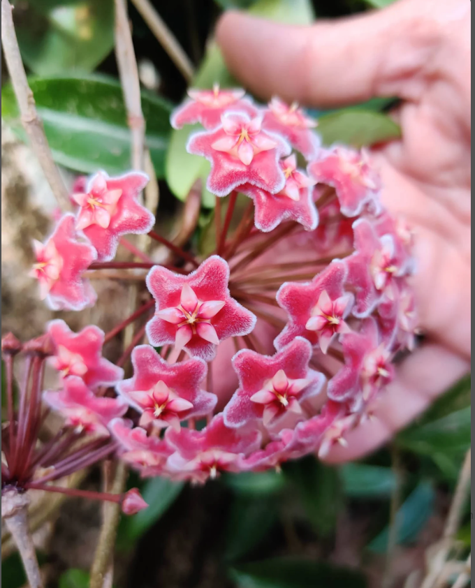 Hoya pubicalyx pink silver ghost