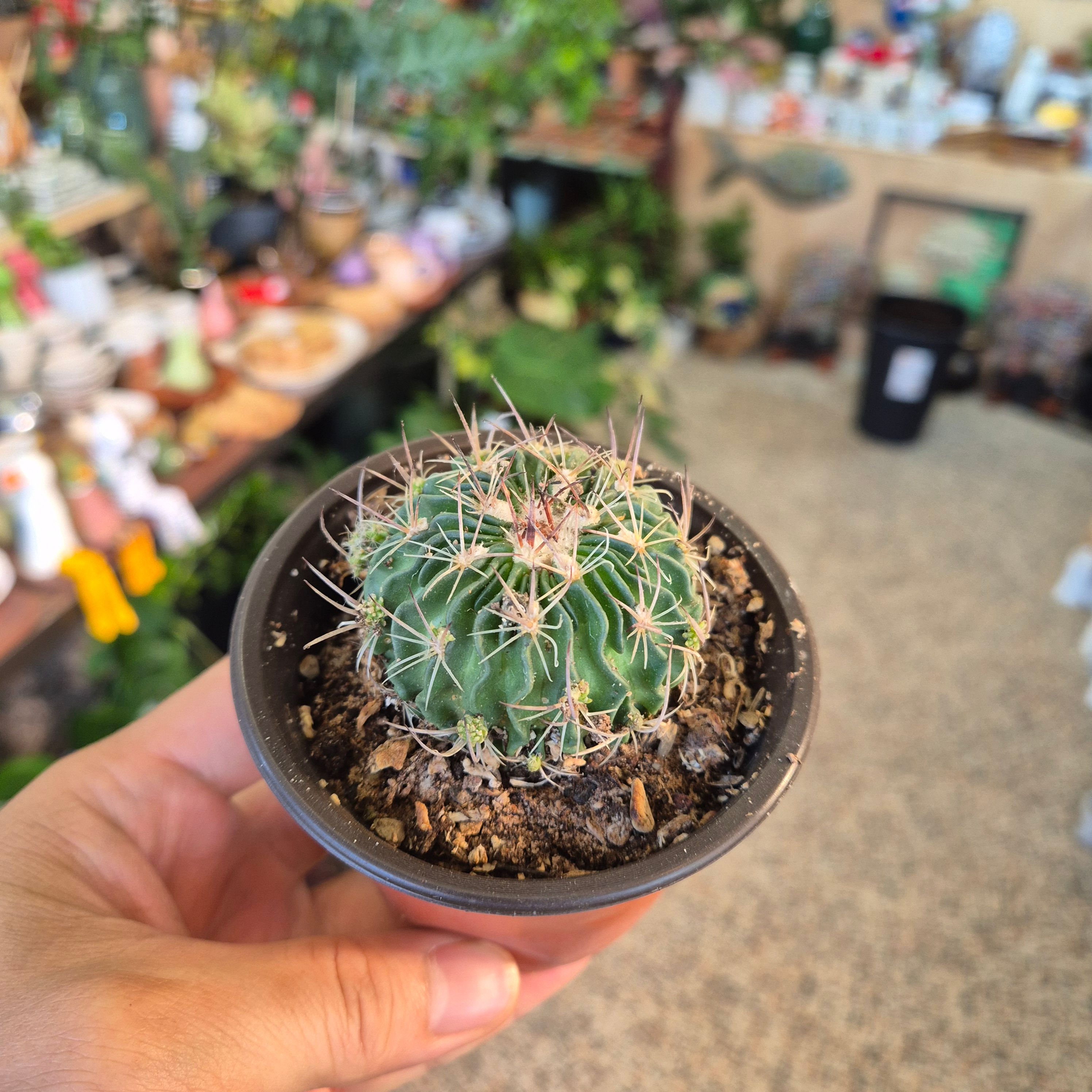 Stenocactus crispatus 7504 7006