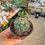 Thumbnail: Stenocactus crispatus 7504 7006