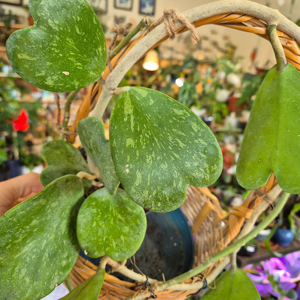Hoya Kerrii Splash