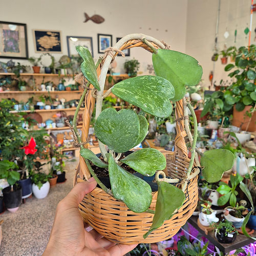 Hoya Kerrii Splash