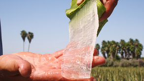 aloe vera gel fra blad i hånd naturlig plante