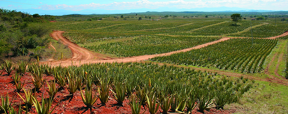 aloe vera planter som vokser på plantasje i naturlig miljø