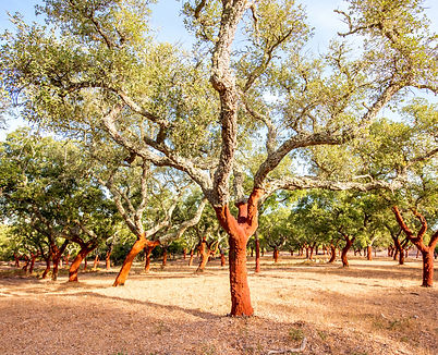 beautiful-view-plantation-cork-oak-trees-with-freshly-crumbled-bark-portugal.jpg