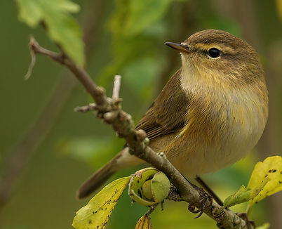 closeup-shot-cute-chiffchaff-bird-sitting-branch-tree.jpg