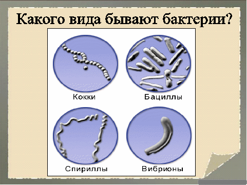 бактерии