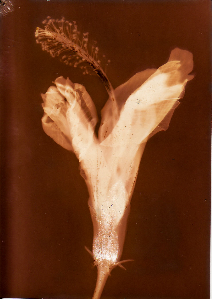 Lumen - 1609 hibiscus (fixed)