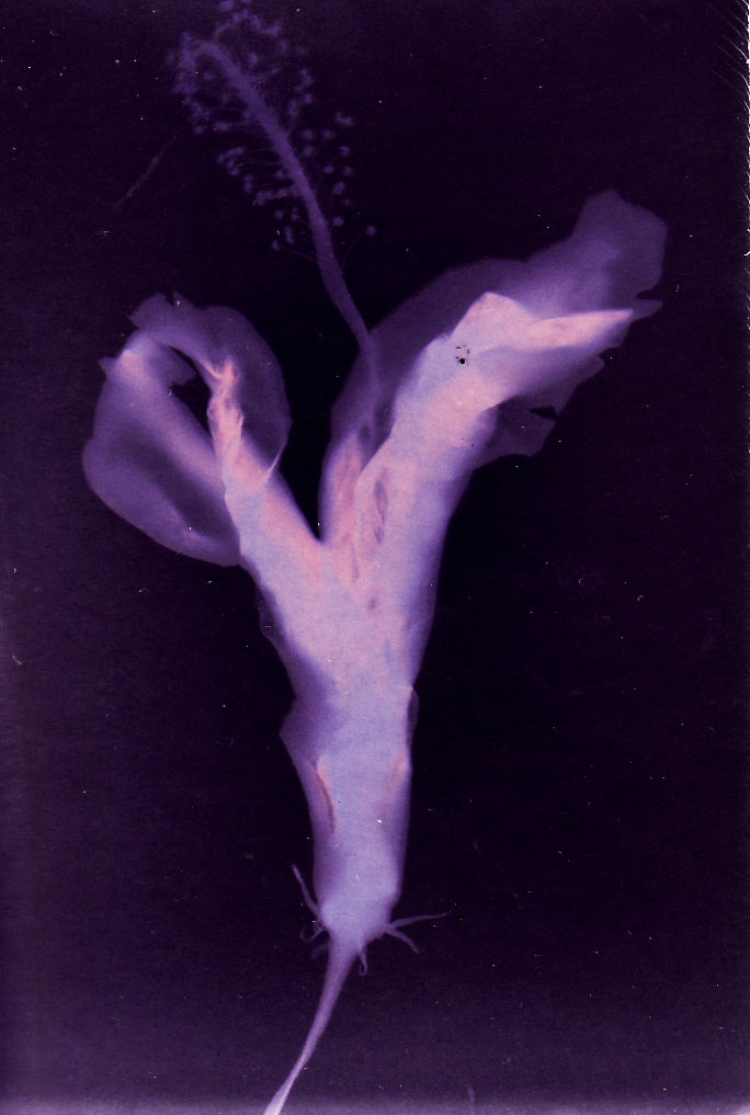 Lumen - 1603 hibiscus