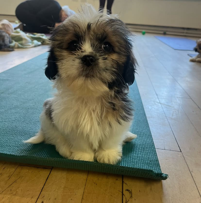 Puppy Yoga with Lhasa Apso Puppies & Friends