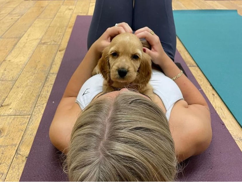 Puppy Yoga with Cocker Spaniel Puppies & Friends