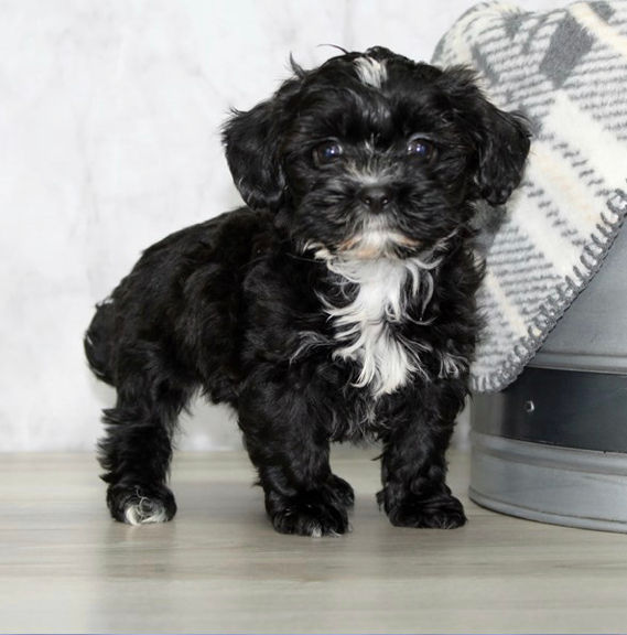 Puppy Yoga with Shihpoo Puppies + Friends - Saturday 30th March 10:45am