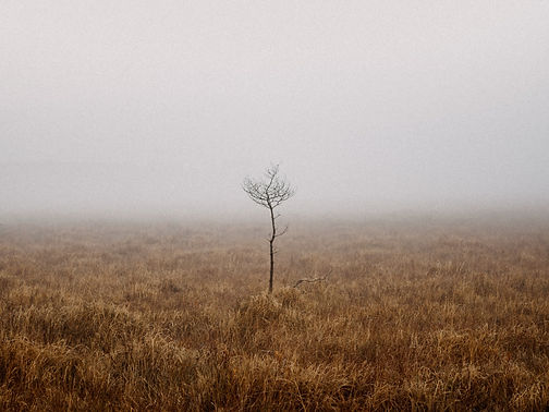 Misty Field_edited.jpg