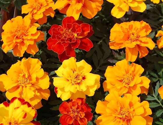 Home Delivery Perfect Choice Bedding Plants Guildford