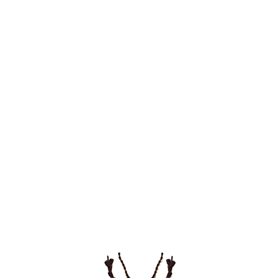 bug4.gif